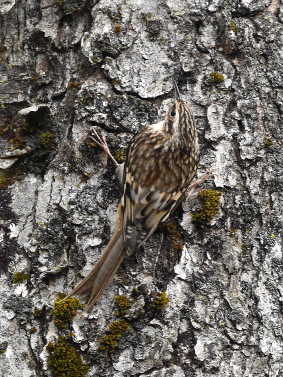 Brown Creeper - ML610345978