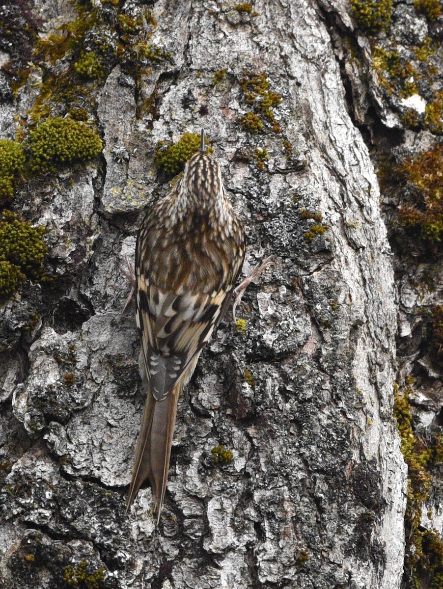 Brown Creeper - ML610345999