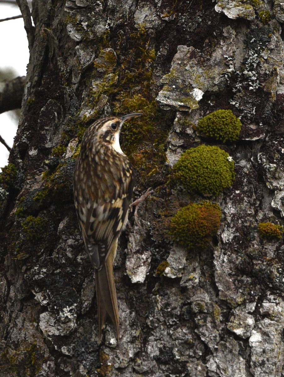 Brown Creeper - Wendy Hill