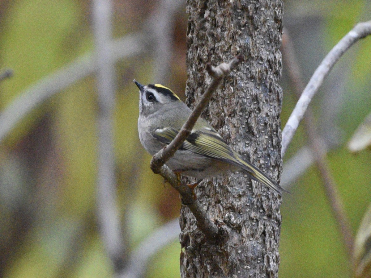 Golden-crowned Kinglet - ML610346054