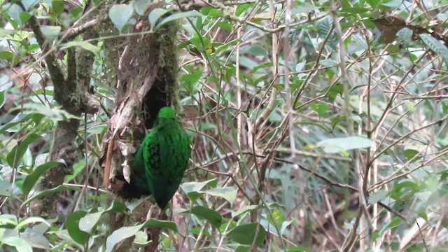 Whitehead's Broadbill - ML610346082