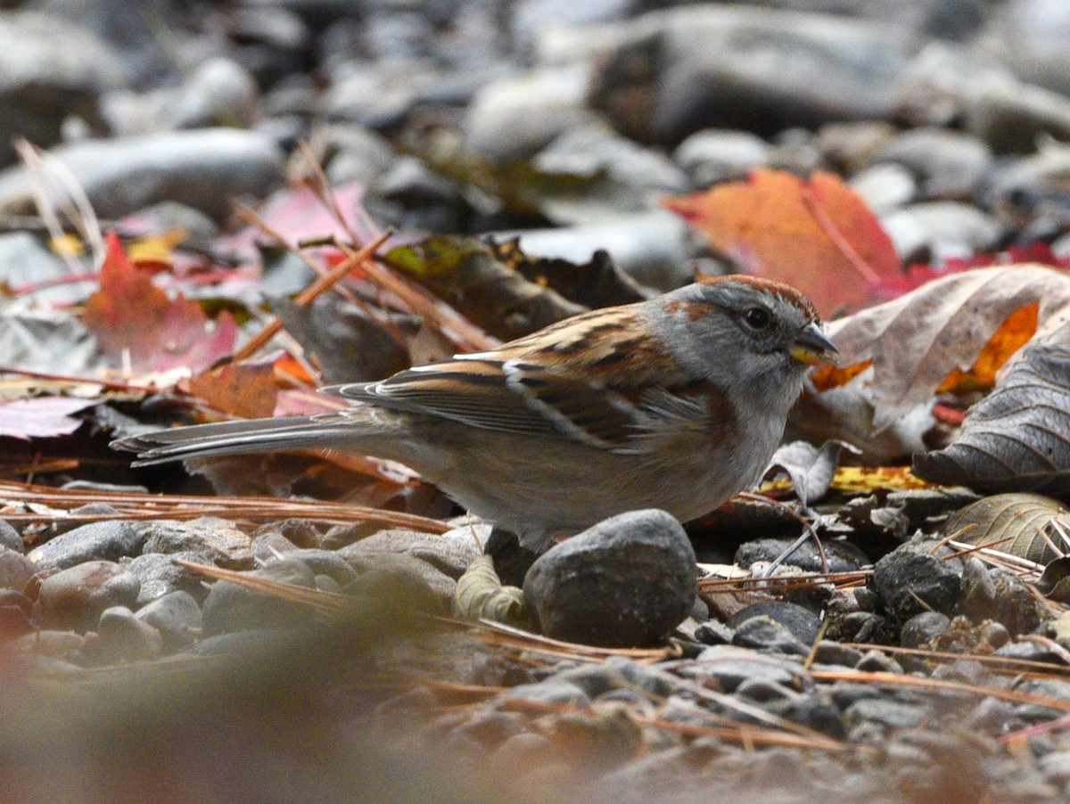 American Tree Sparrow - ML610346191