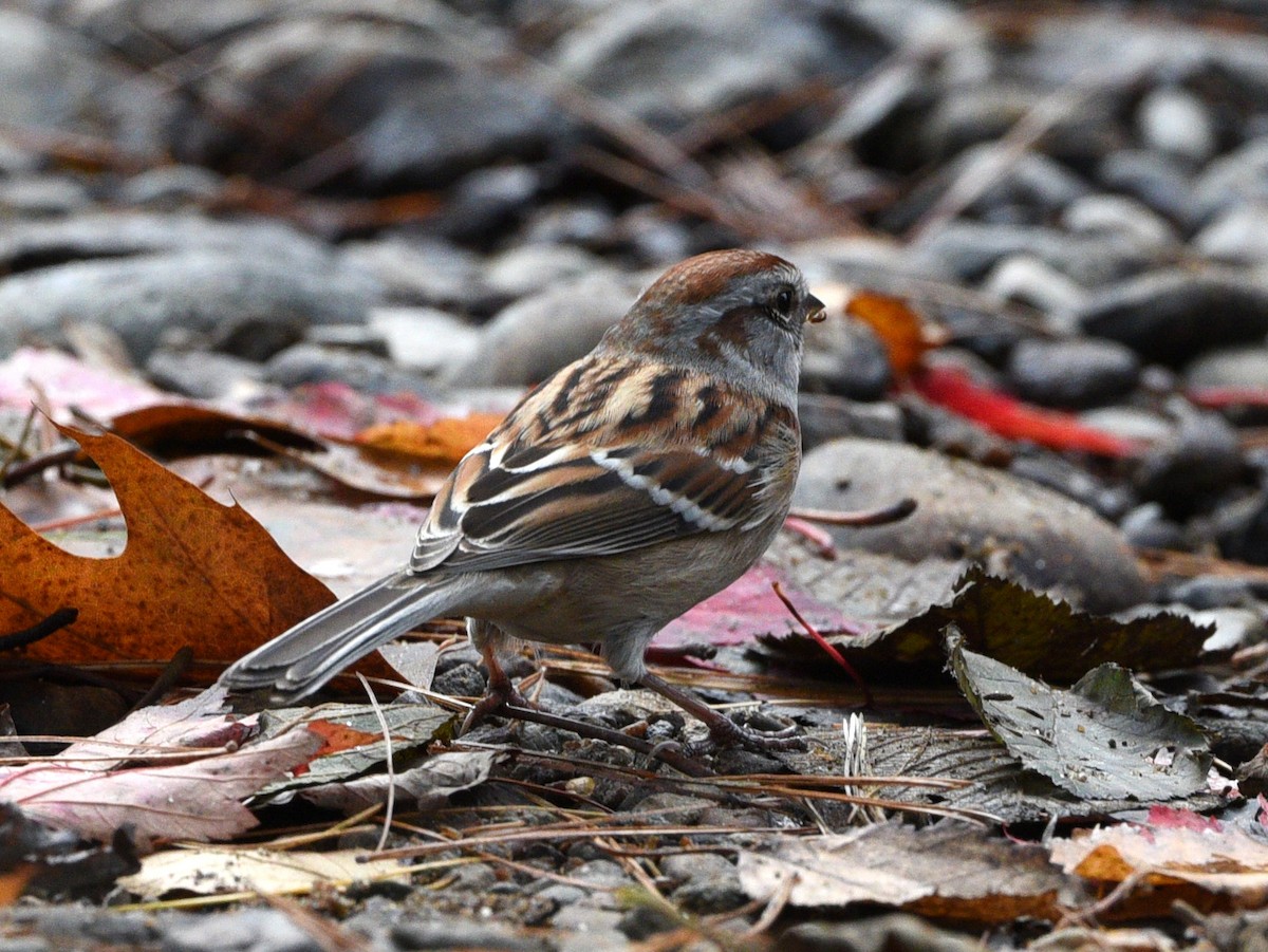 American Tree Sparrow - ML610346192