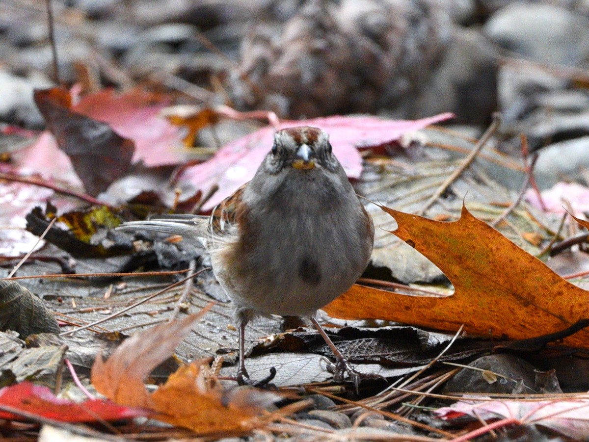 American Tree Sparrow - ML610346193