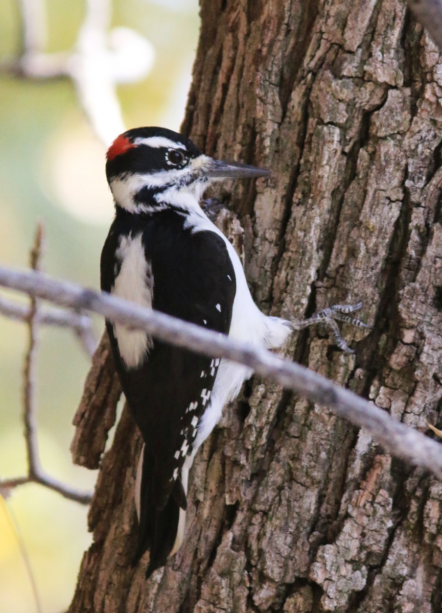 Hairy Woodpecker - ML610346232