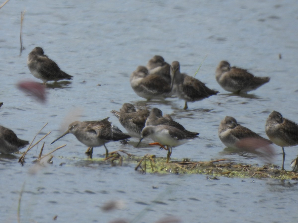 Wilson's Phalarope - ML610346242