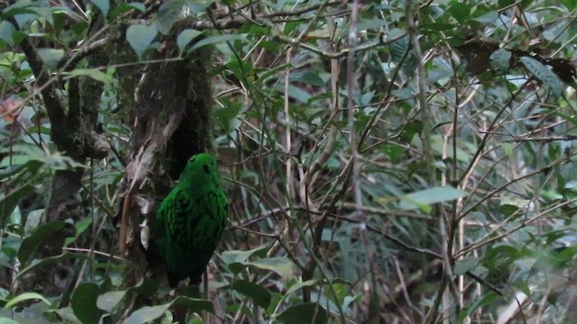 Whitehead's Broadbill - ML610346291