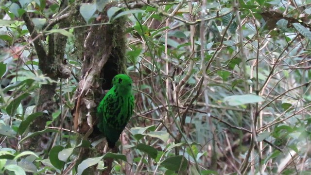 Whitehead's Broadbill - ML610346293