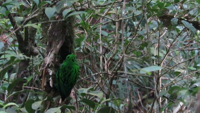 Whitehead's Broadbill - ML610346296