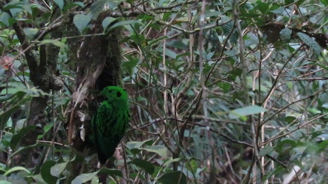 Whitehead's Broadbill - ML610346298