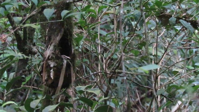 Whitehead's Broadbill - ML610346306