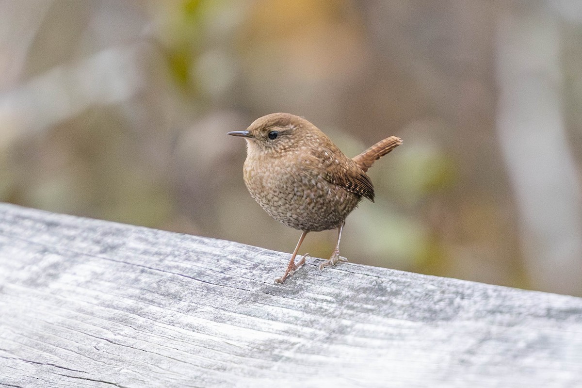 Winter Wren - County Lister Brendan