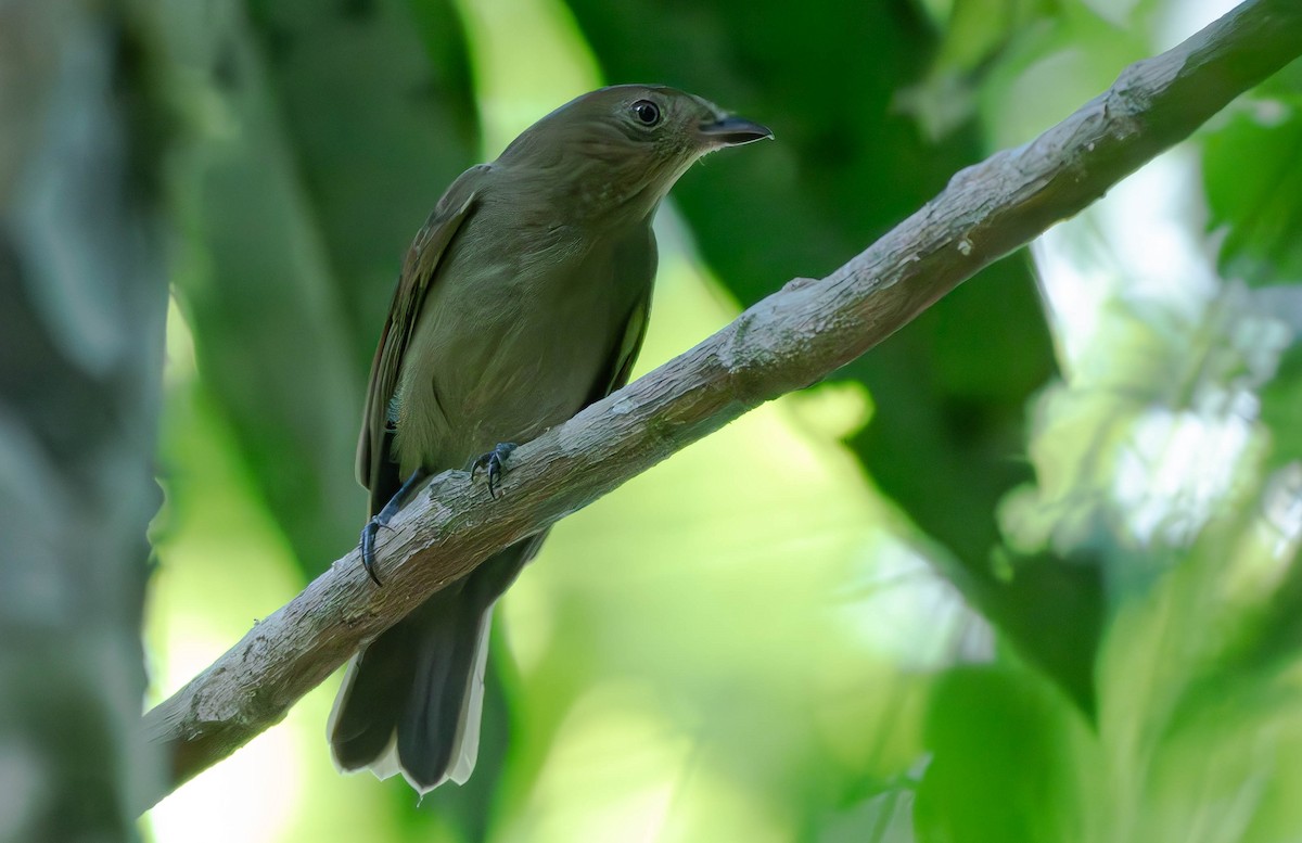 Brown-winged Schiffornis - ML610346332