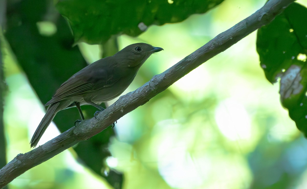 Brown-winged Schiffornis - ML610346336