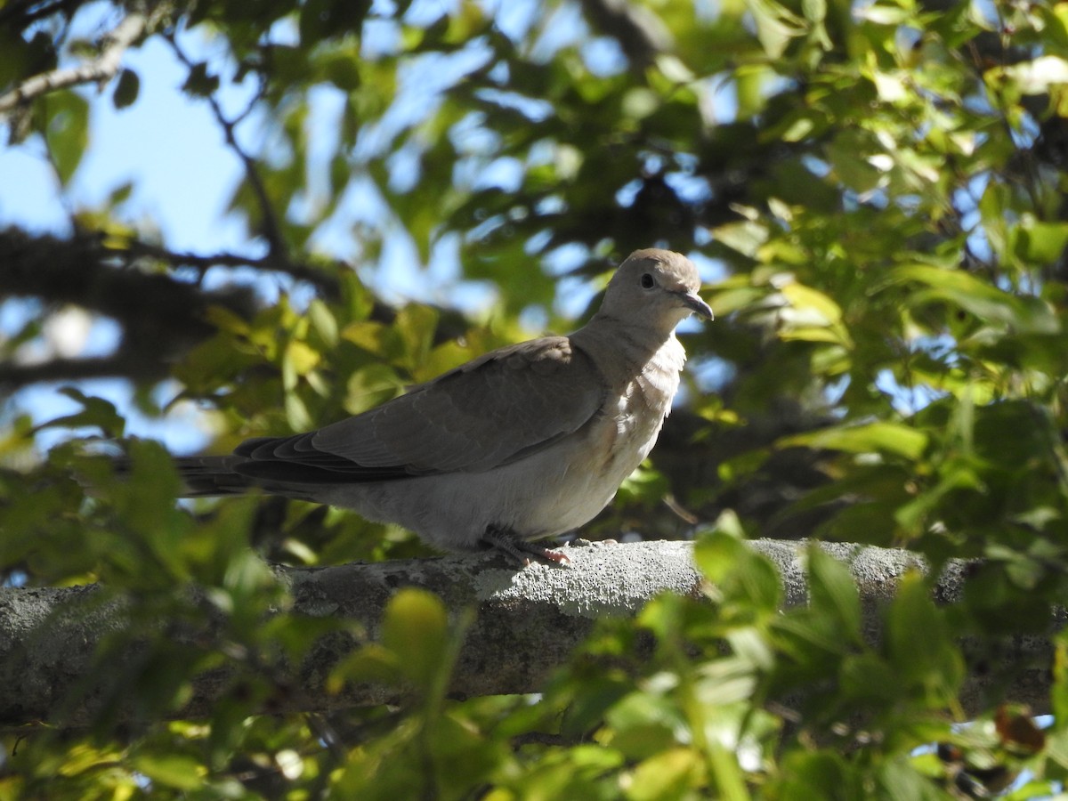 Eurasian Collared-Dove - ML610346395