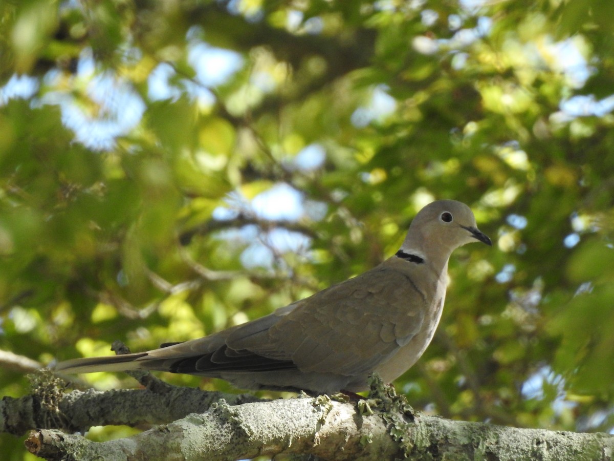 Eurasian Collared-Dove - ML610346400