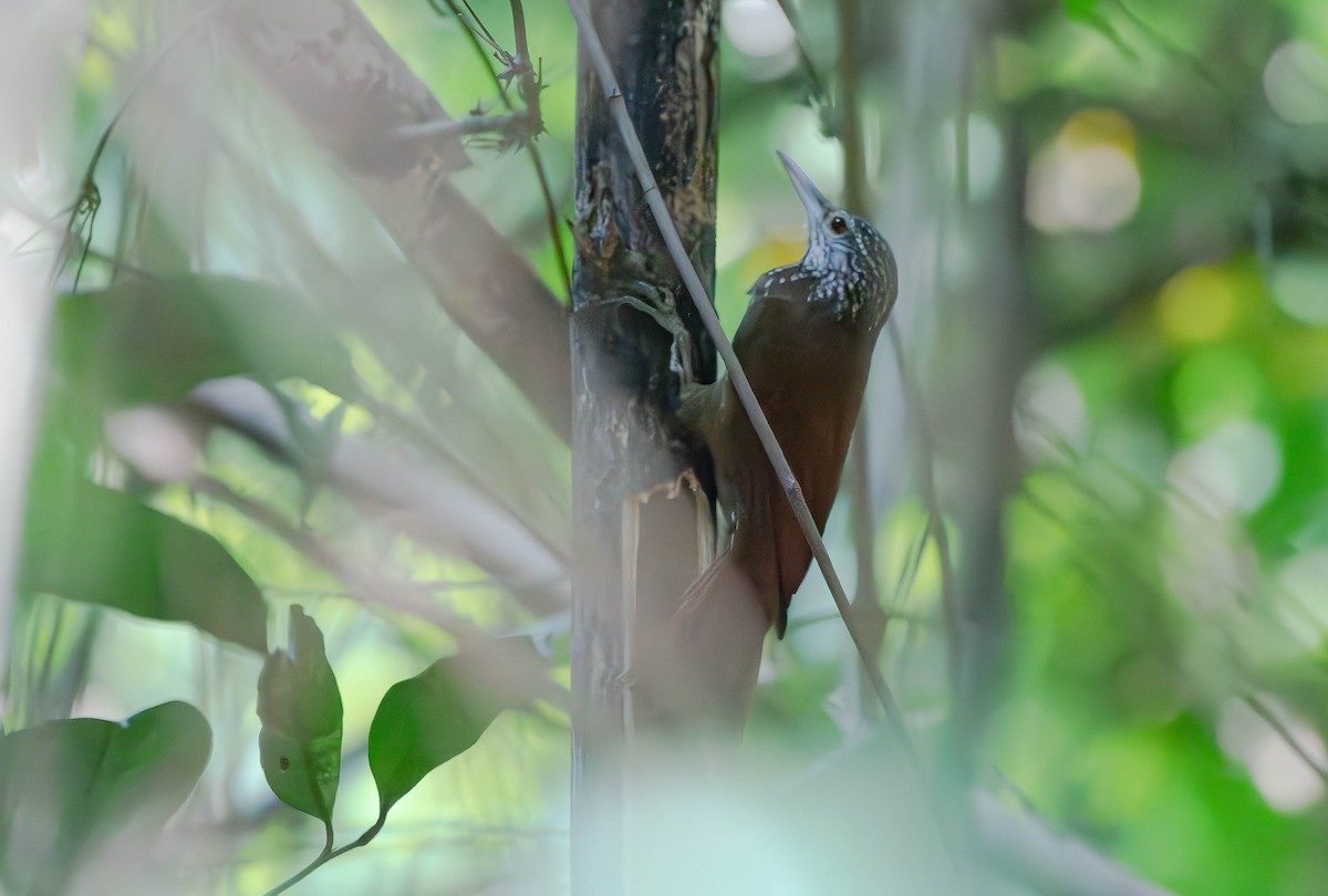 Straight-billed Woodcreeper - ML610346405