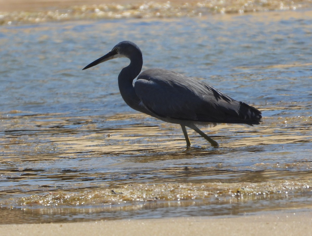 White-faced Heron - ML610346472