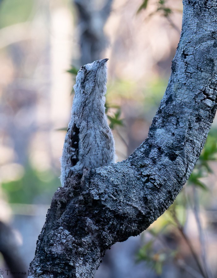 Common Potoo - Theresa Bayoud