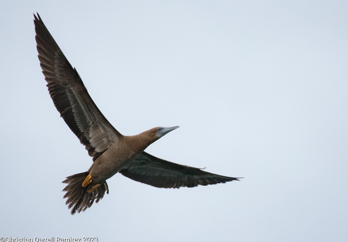 Brown Booby - Christian Ramirez