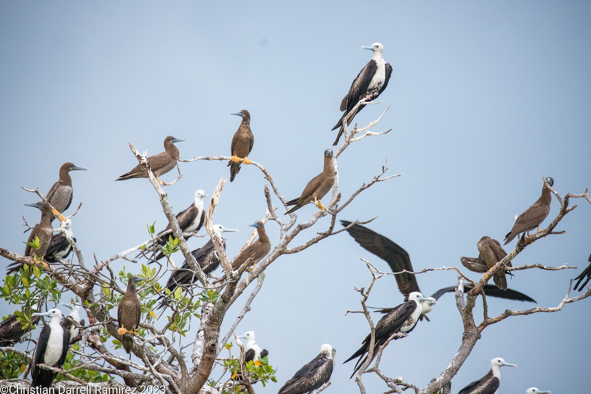 Brown Booby - ML610346526