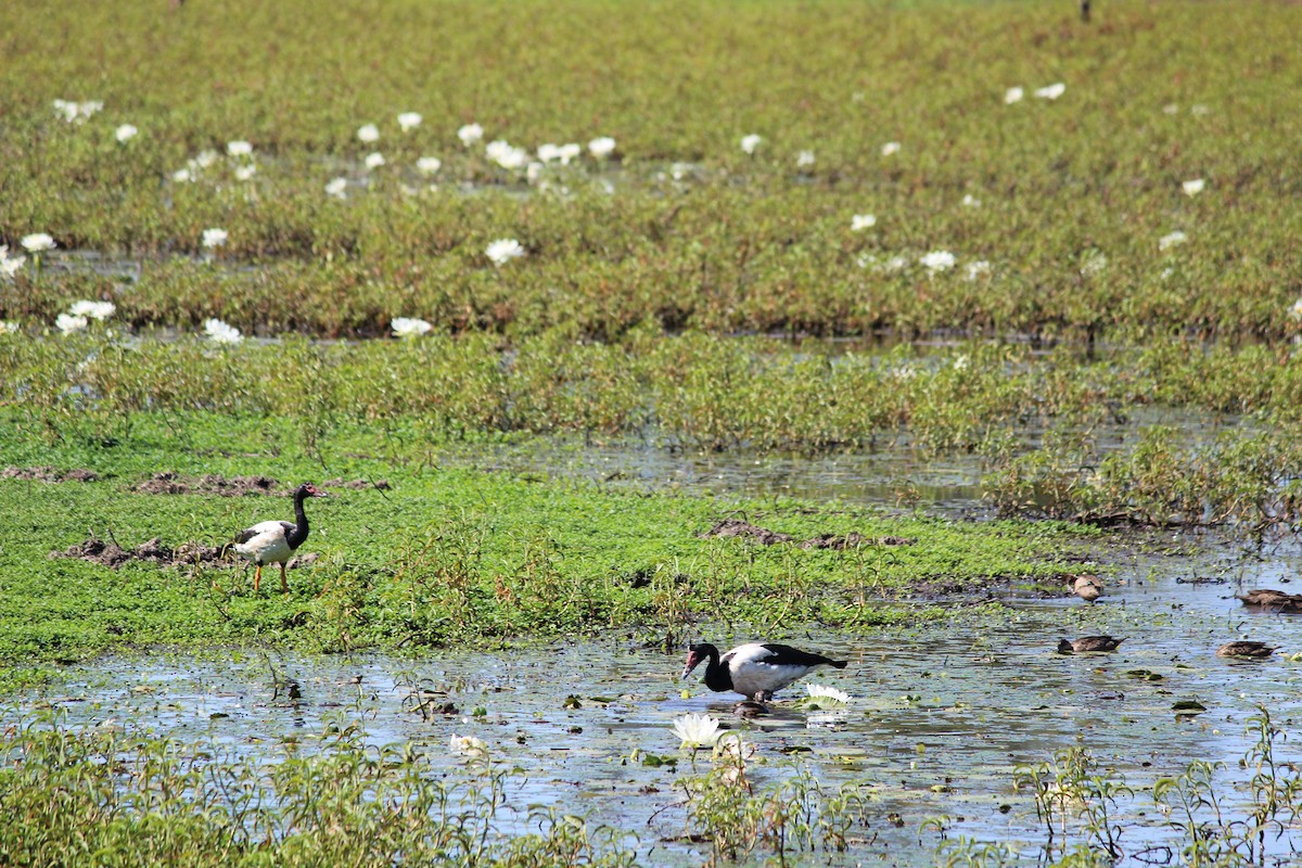 Magpie Goose - ML610346556