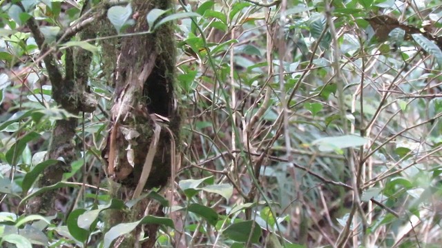 Whitehead's Broadbill - ML610346597