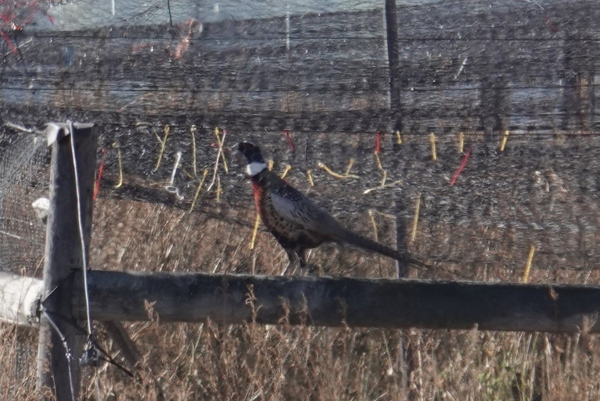 Ring-necked Pheasant - ML610346632