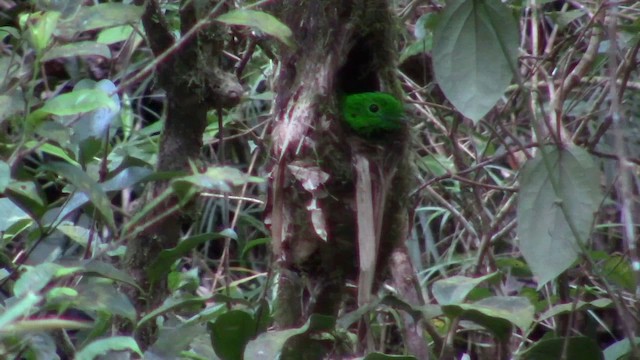 Whitehead's Broadbill - ML610346647