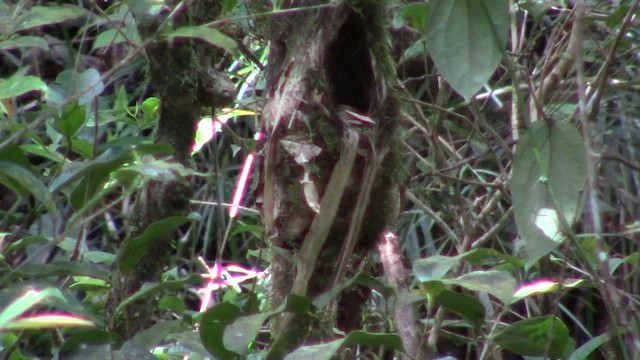 Whitehead's Broadbill - ML610346648