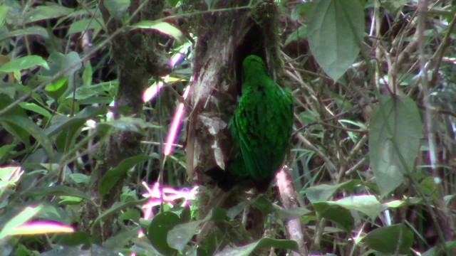 Whitehead's Broadbill - ML610346649