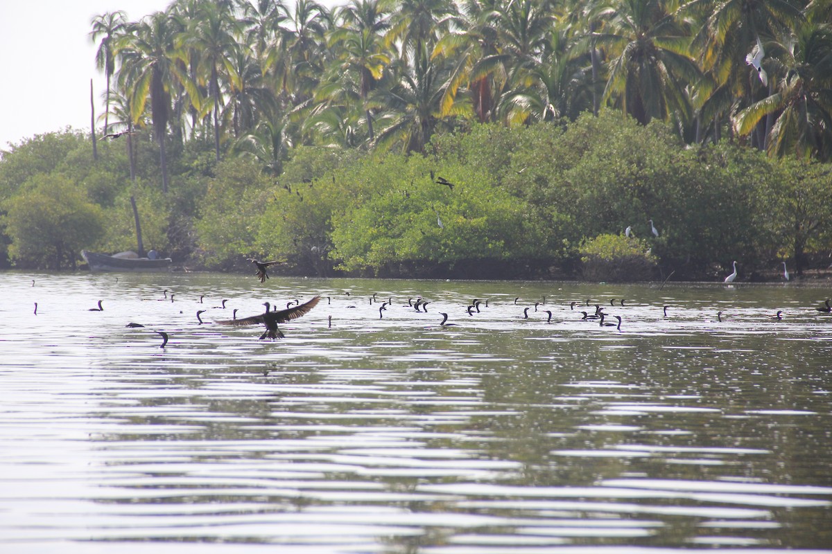 Neotropic Cormorant - ML610346697