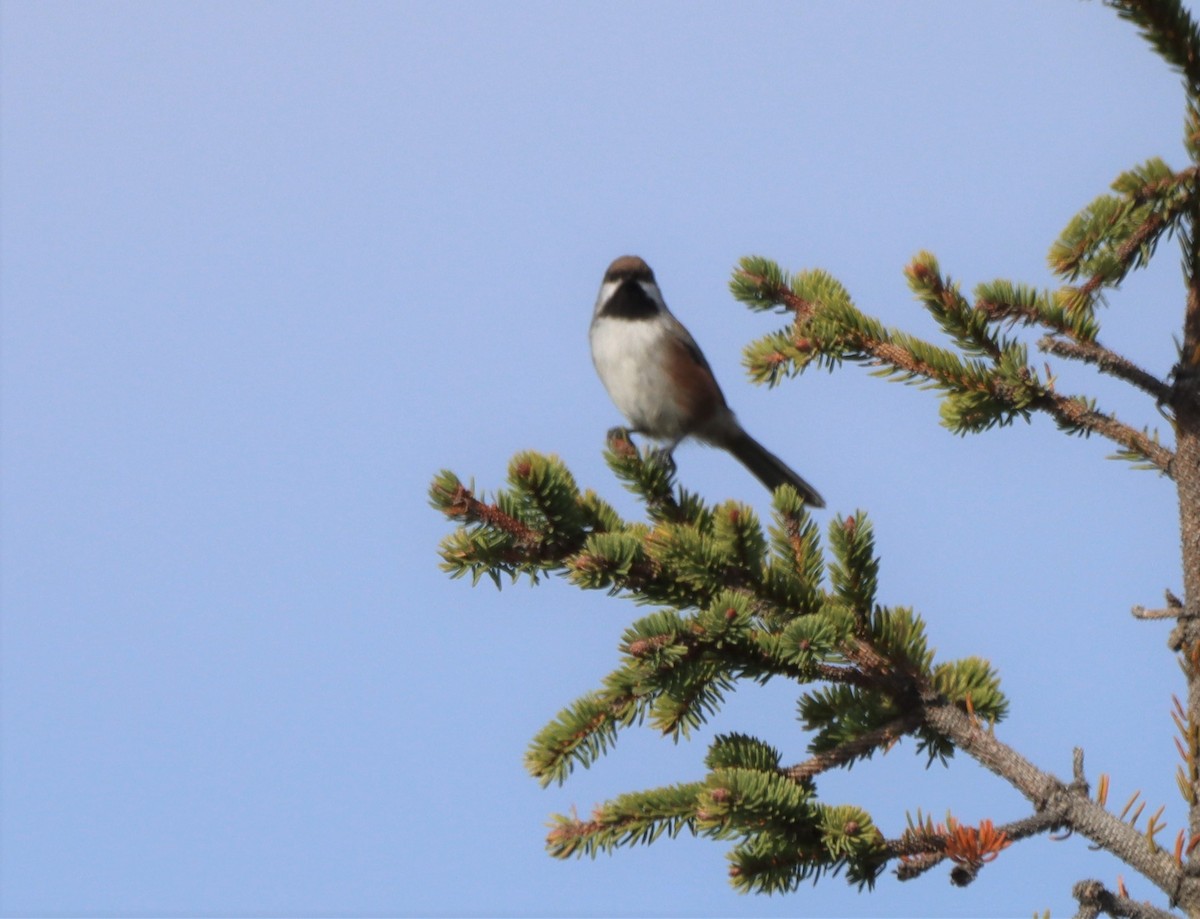 Boreal Chickadee - ML610346779