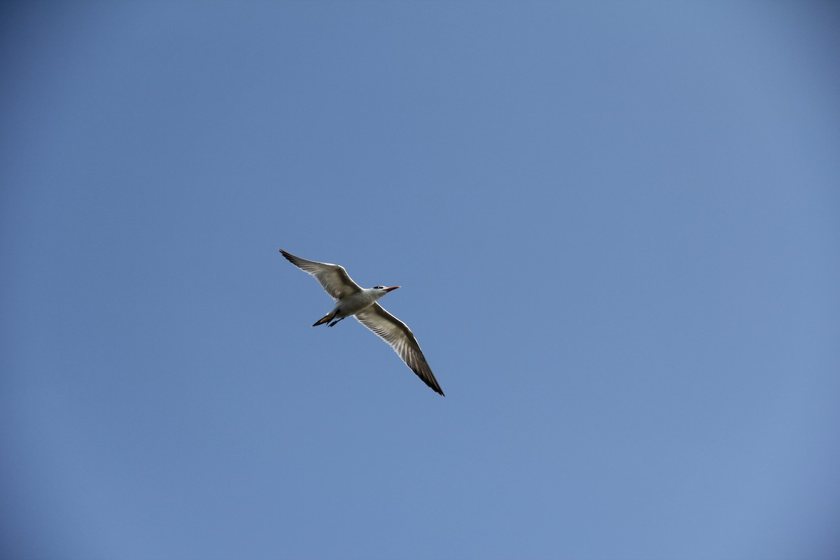 Royal Tern - ML610346787