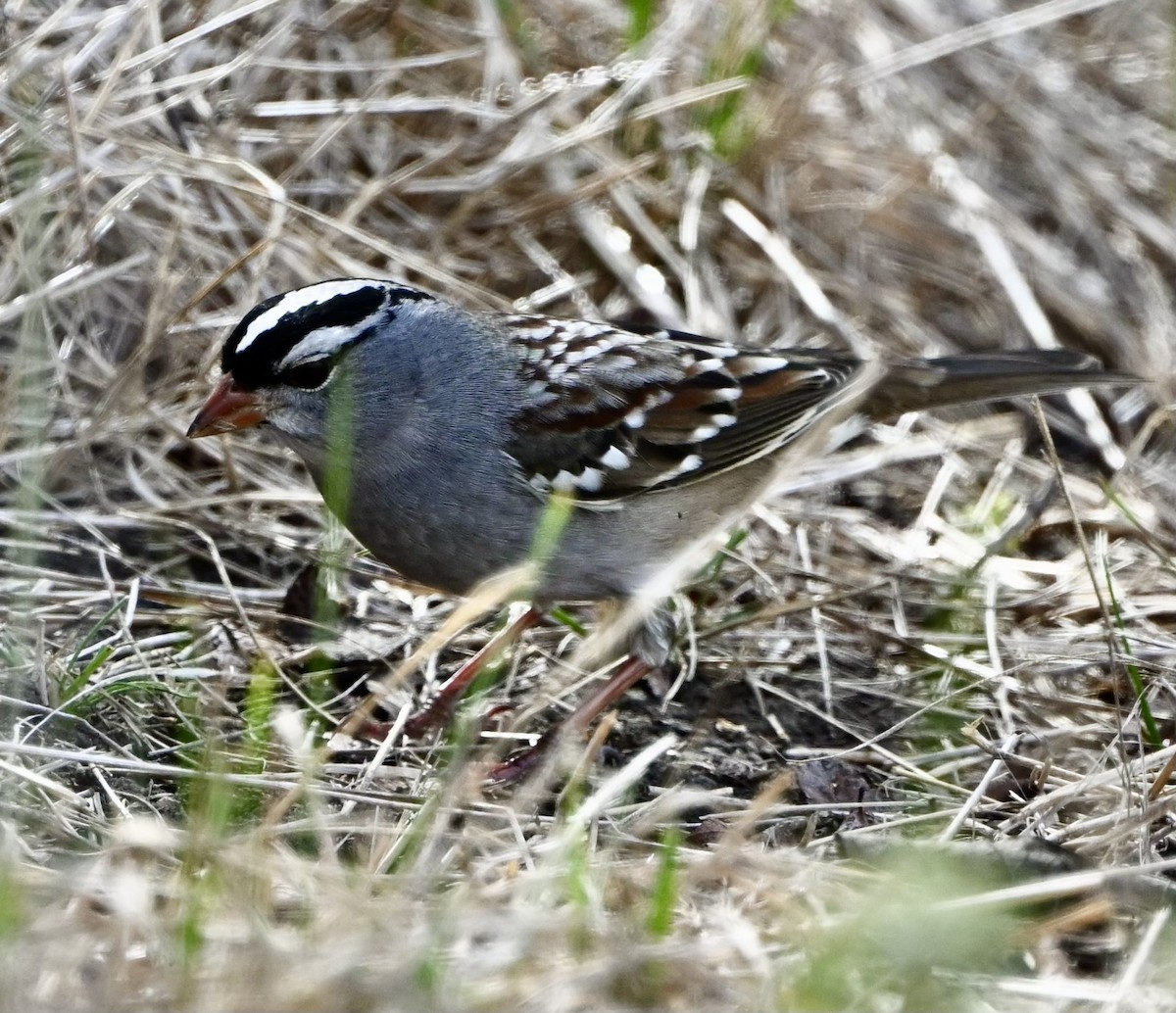 Bruant à couronne blanche - ML610346807