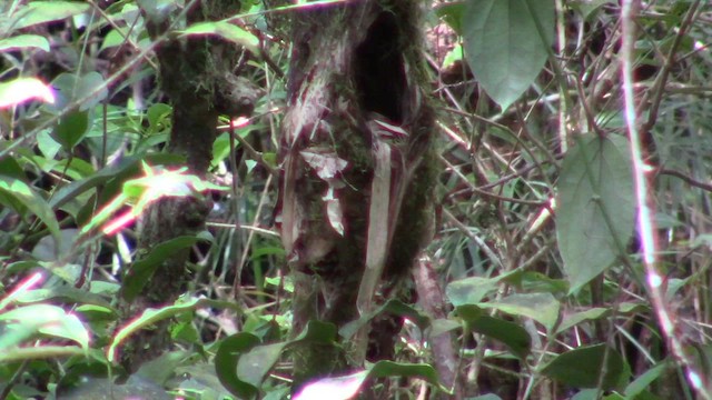 Whitehead's Broadbill - ML610346827