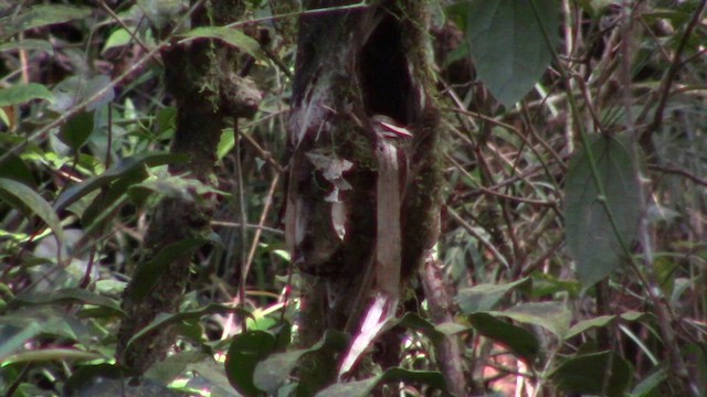 Whitehead's Broadbill - ML610346828