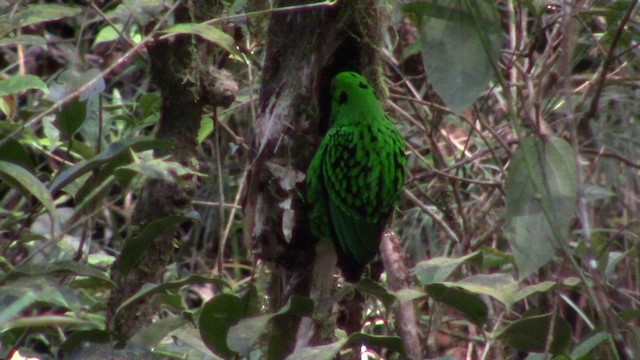 Whitehead's Broadbill - ML610346829