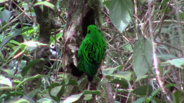 Whitehead's Broadbill - ML610346830