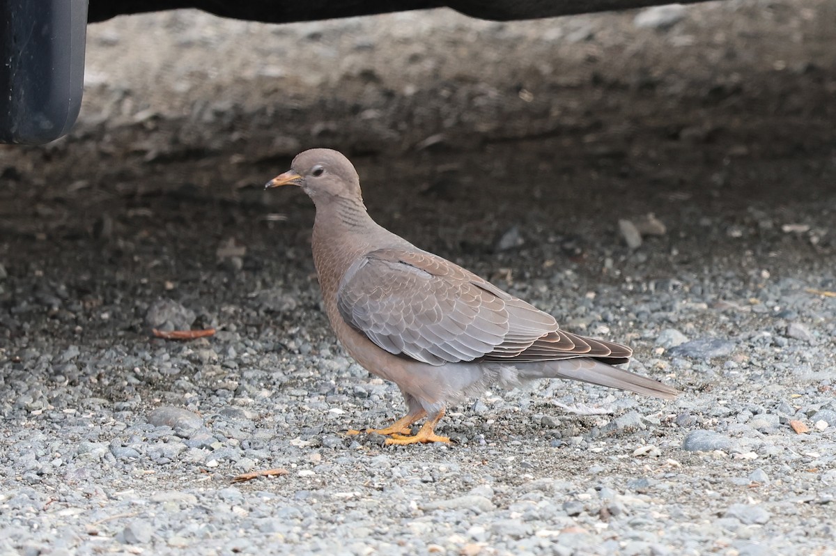 Band-tailed Pigeon - ML610346847