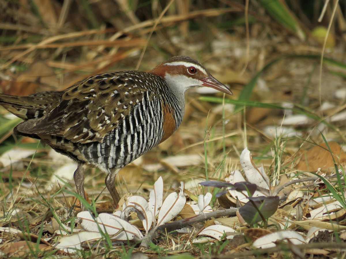 Buff-banded Rail - ML610346882