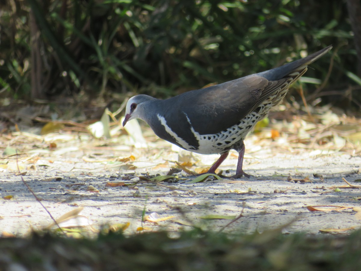 Wonga Pigeon - Albert Ross