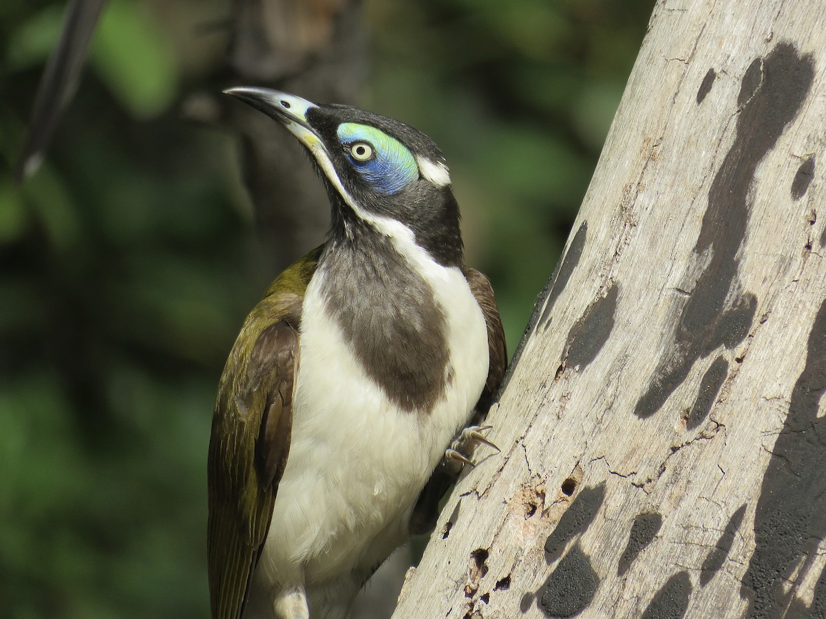 Blue-faced Honeyeater - ML610346896