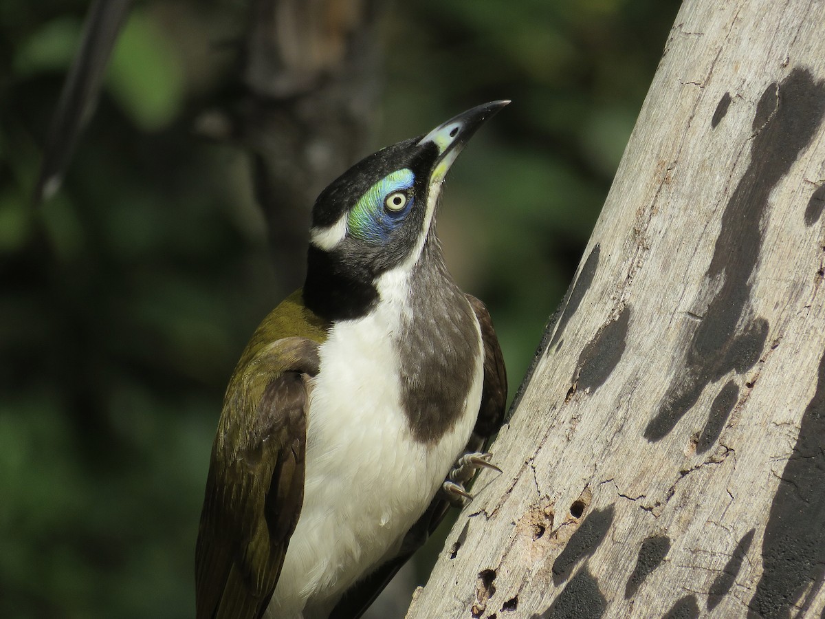 Blue-faced Honeyeater - Albert Ross