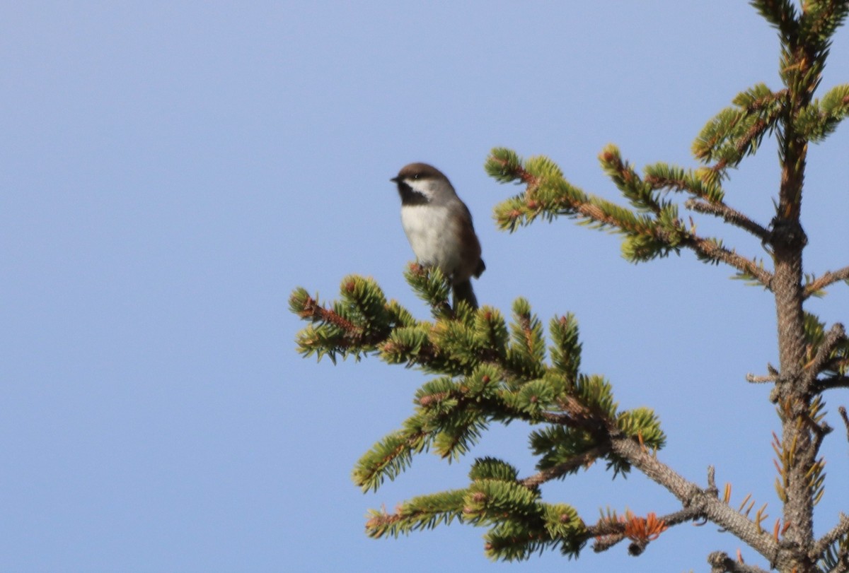 Boreal Chickadee - ML610346905