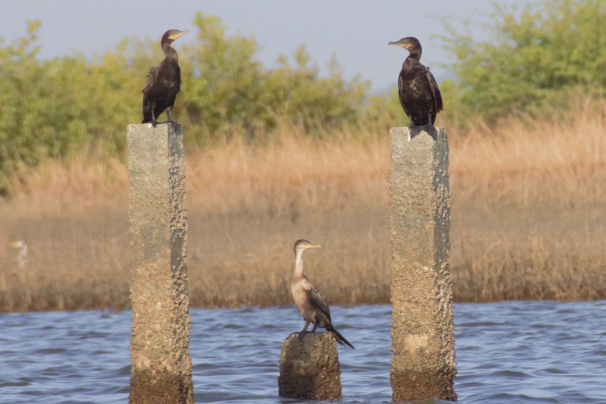 Neotropic Cormorant - ML610346909