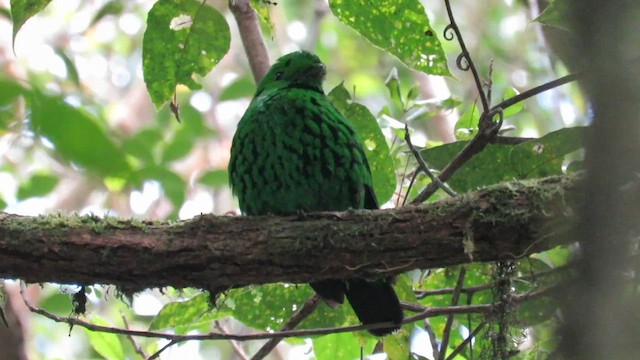 Whitehead's Broadbill - ML610346997