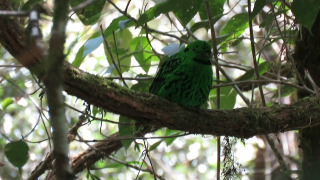 Whitehead's Broadbill - ML610346998