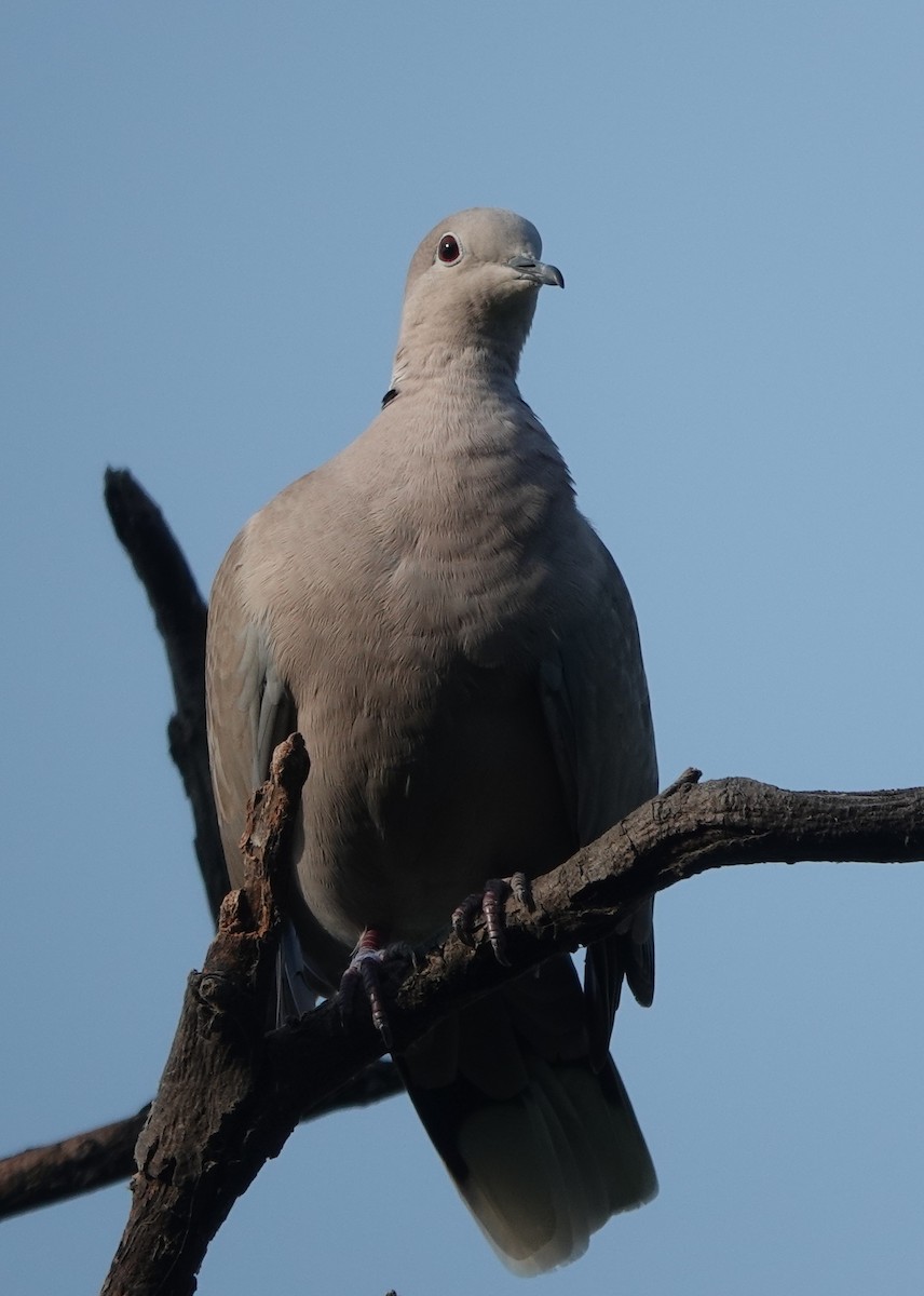 Eurasian Collared-Dove - ML610347001