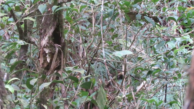 Whitehead's Broadbill - ML610347006